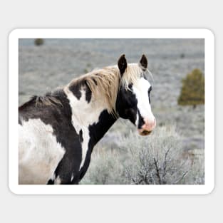 South Steens Wild Stallion Maestro Sticker